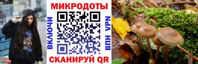 купить   Белый  Псилоцибиновые грибы Psilocybine cubensis 